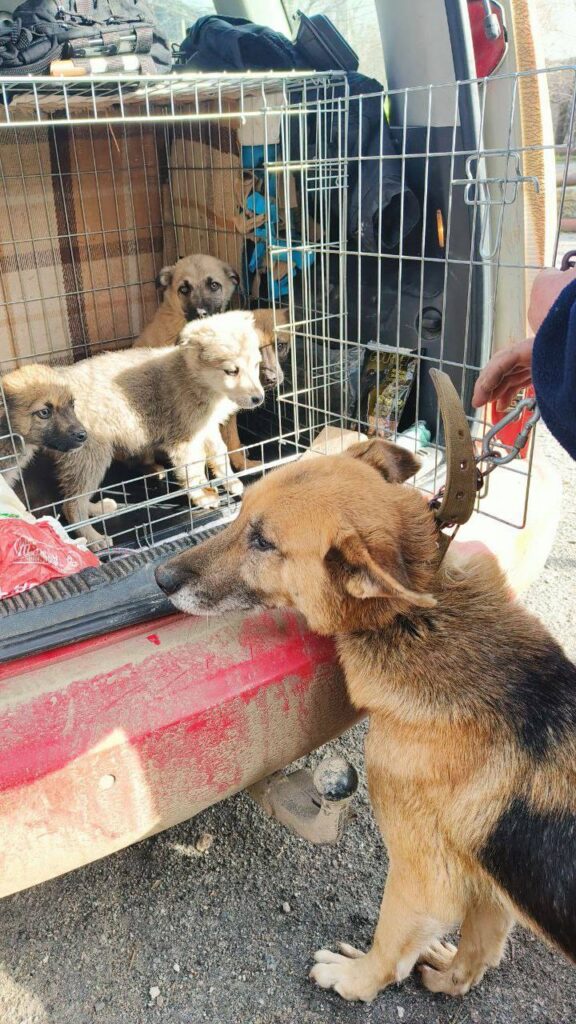 Chance for a New Life for Animals