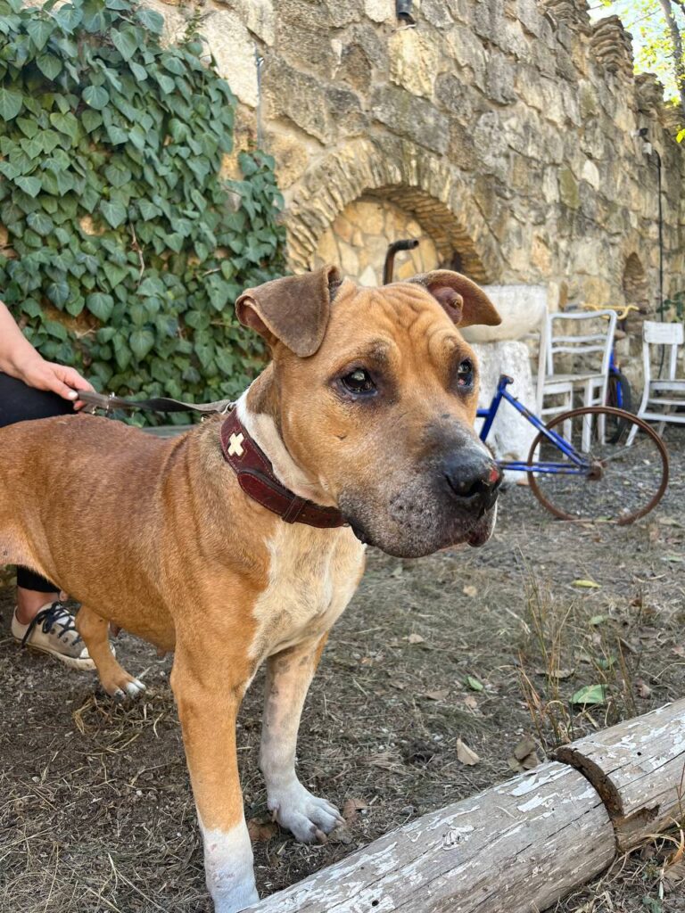Chance for a New Life for Animals