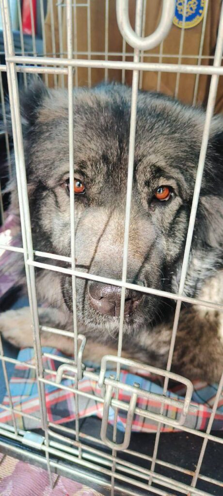 Chance for a New Life for Animals