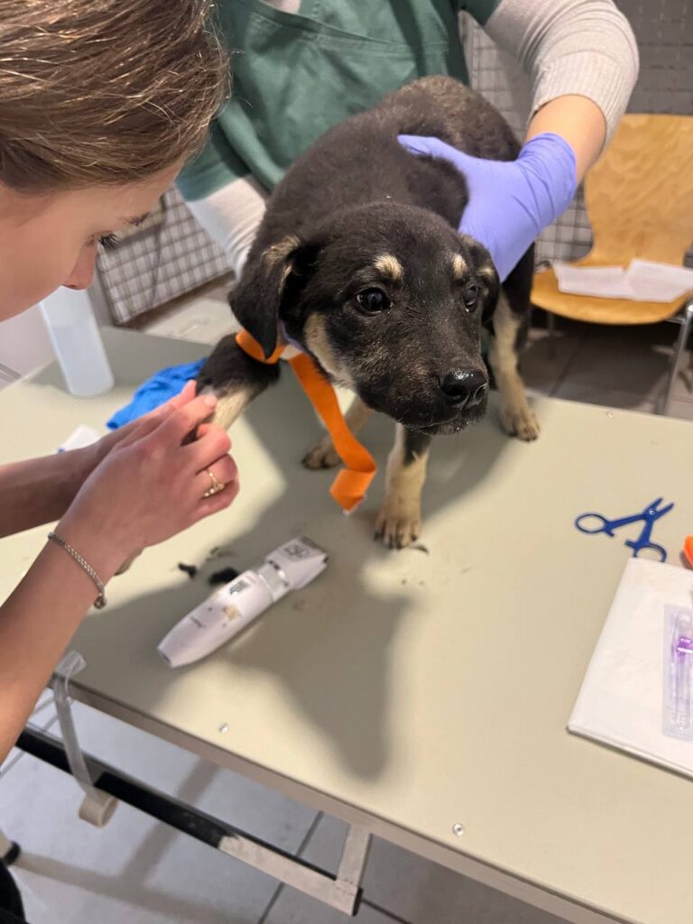Chance for a New Life for Animals