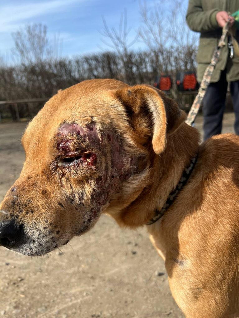 Chance for a New Life for Animals