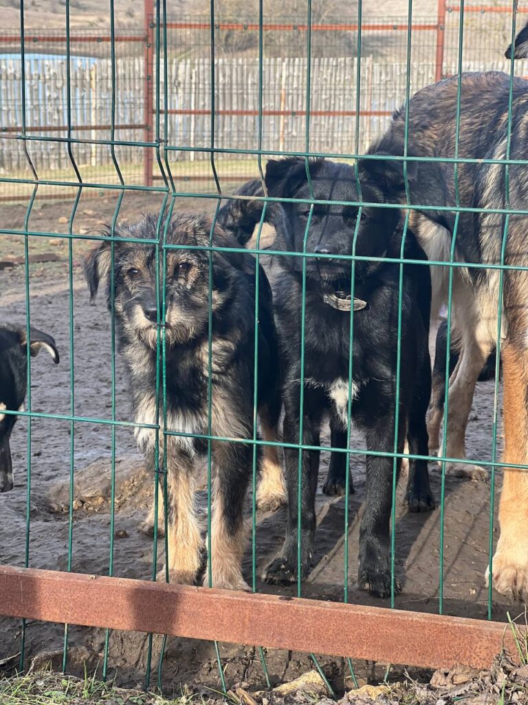 Chance for a New Life for Animals