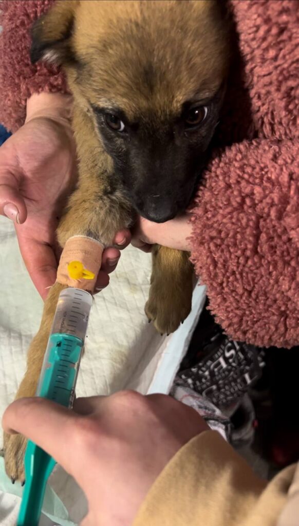 Chance for a New Life for Animals