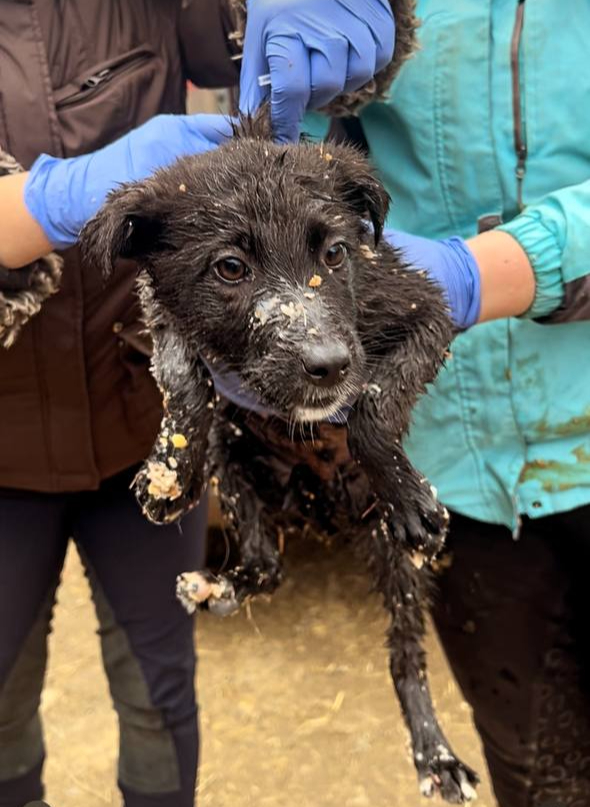 Chance for a New Life for Animals
